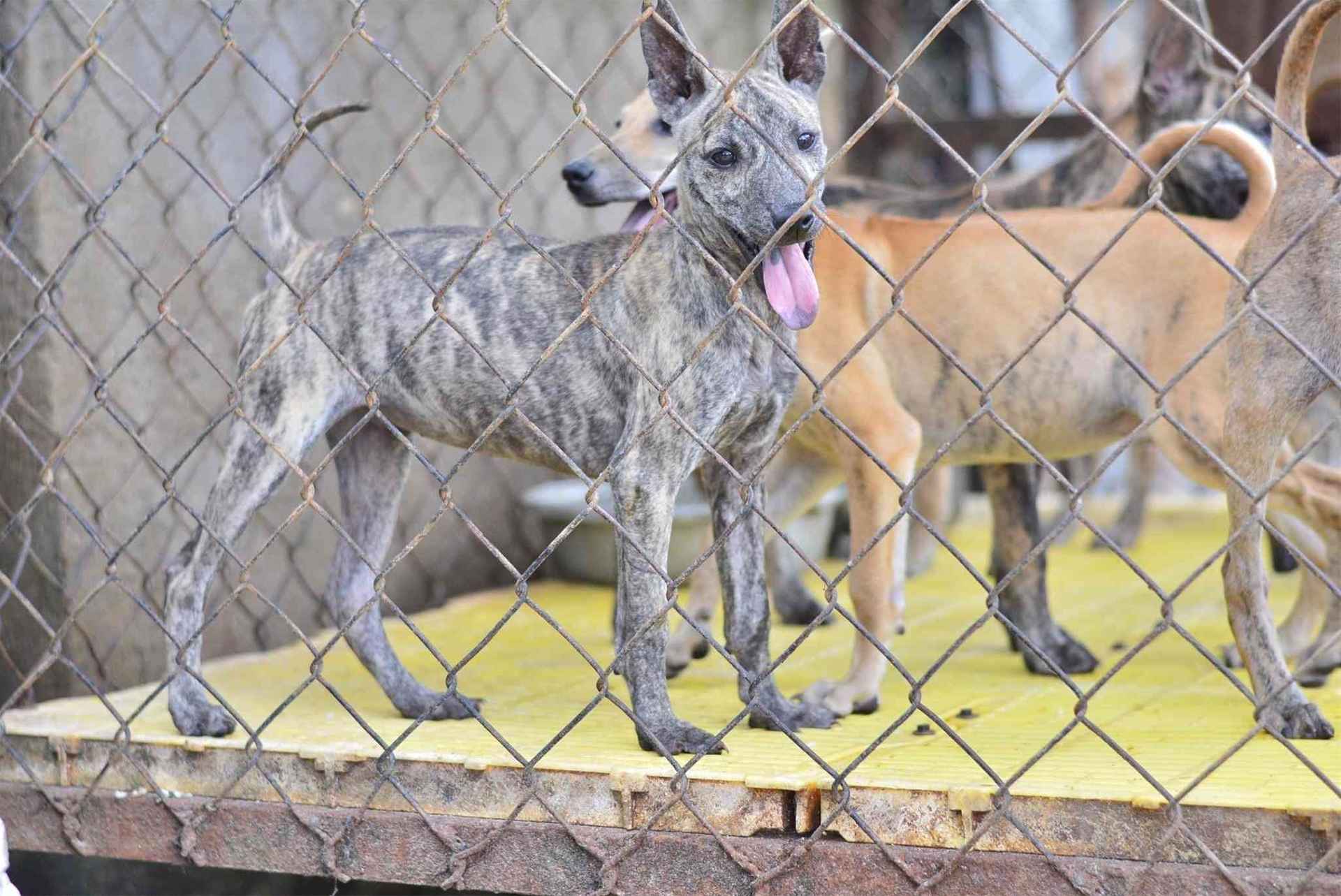 Chó Phú Quốc 2 - 3 Tháng Tuổi: Cách Nuôi, Giá Bán, Nơi Bán, Màu Sắc Thông Dụng